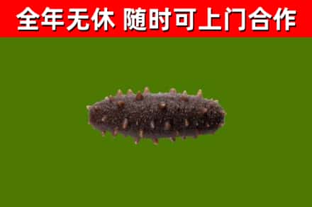 楚雄回收海参干